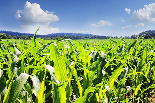 Bezpieczne stosowanie herbicydów w rolnictwie